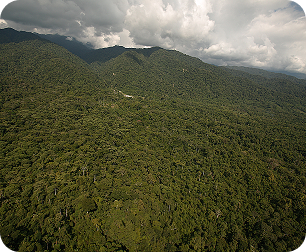 Aerial view of the Amazon rainforest in Ecuador