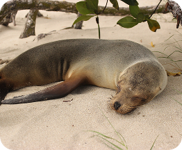 Sea lion on an Ecuadorian beach